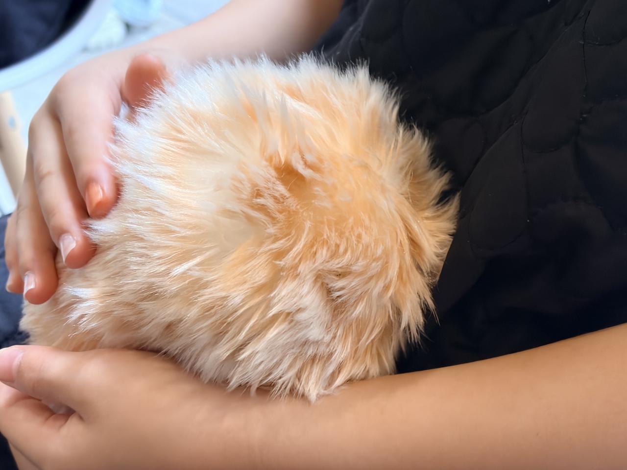 画像: 撫でてあげるとピー！と喜びます