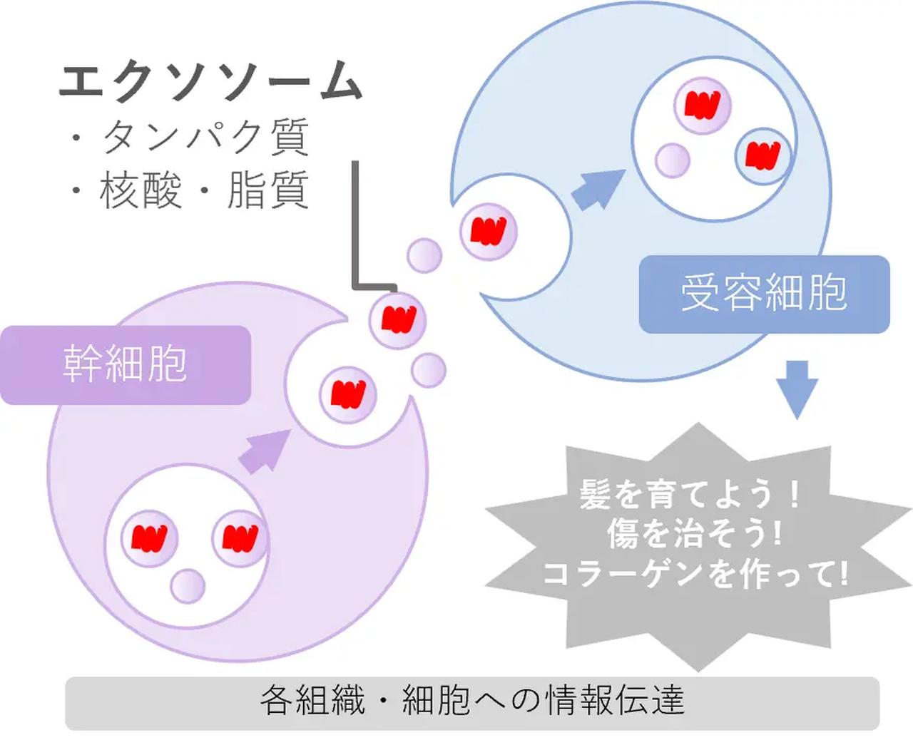 画像: 生プラセンタ由来 豊富な「エクソソーム*1」