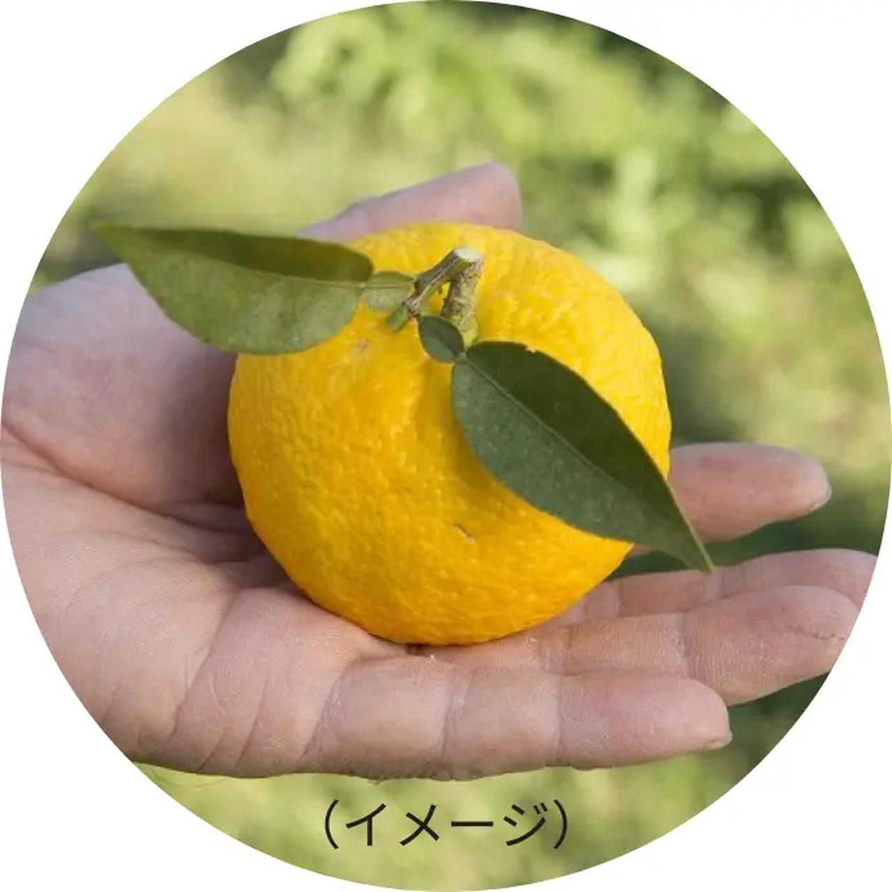 画像: *³ ゆず種子油、ゆず果皮油