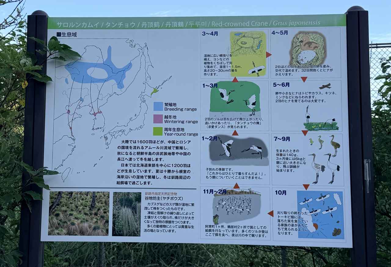 画像2: 釧路市丹頂鶴自然公園で学ぶタンチョウの生態