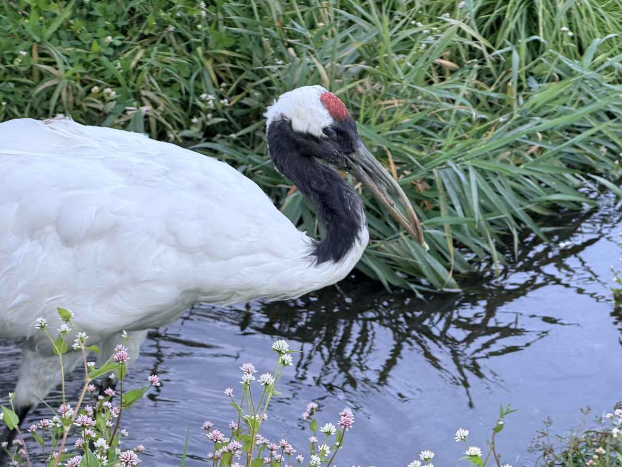 画像1: 釧路市丹頂鶴自然公園で学ぶタンチョウの生態