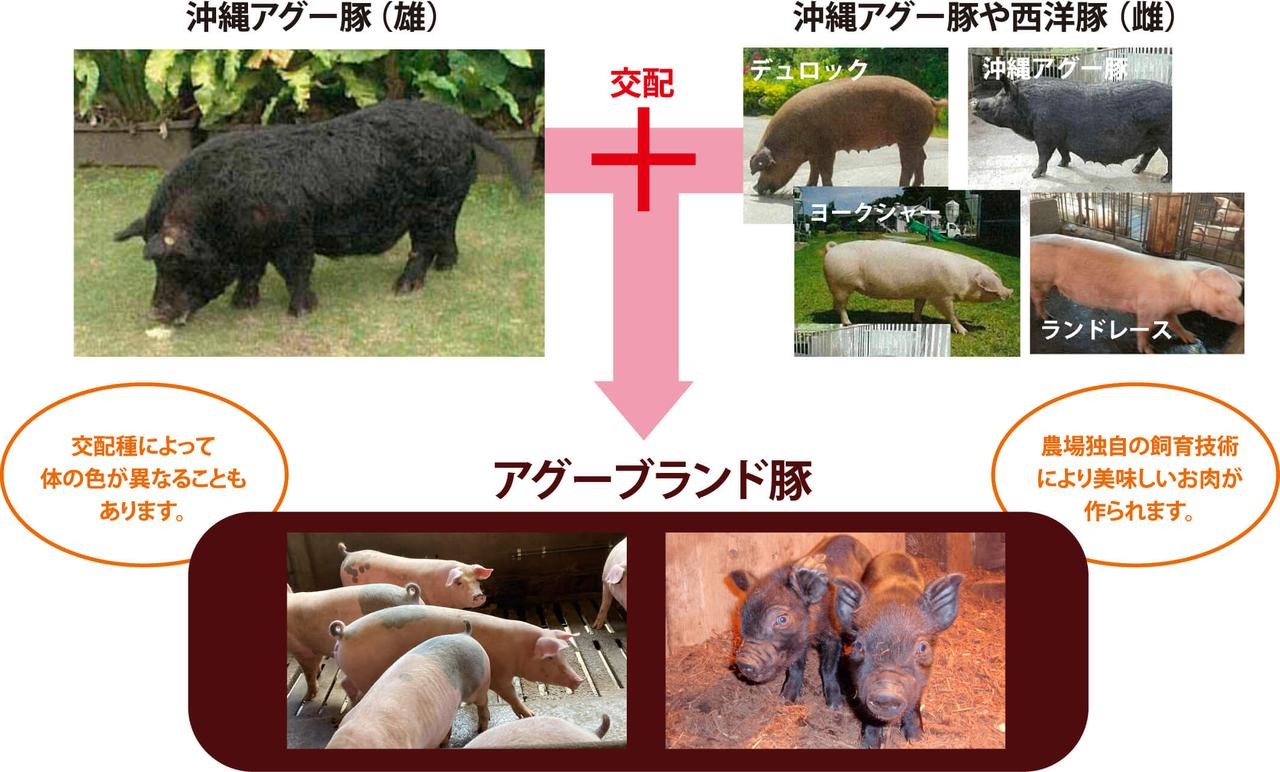 画像2: okinawa-agu.com