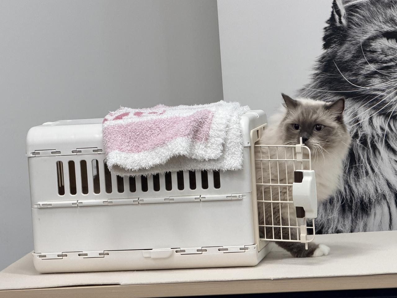 画像: 猫ちゃんの通院ストレスをゼロにする「キャリーバッグ慣らし」
