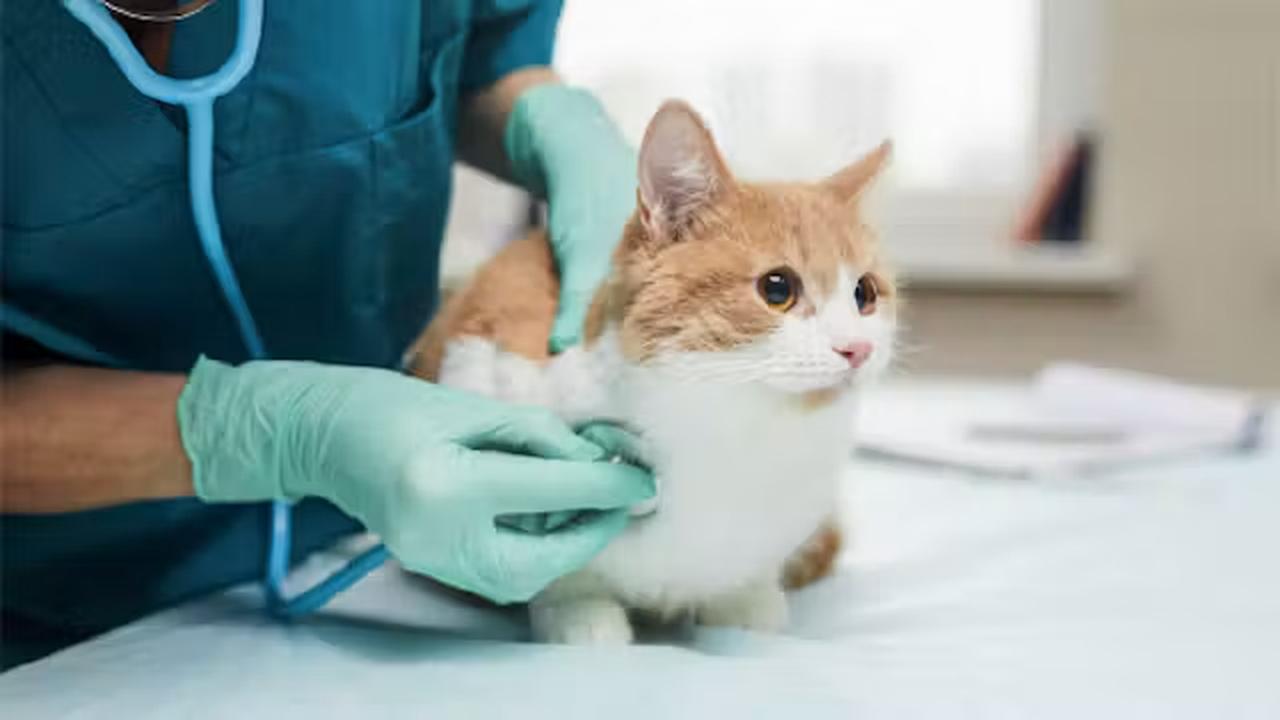 画像: www.royalcanin.com