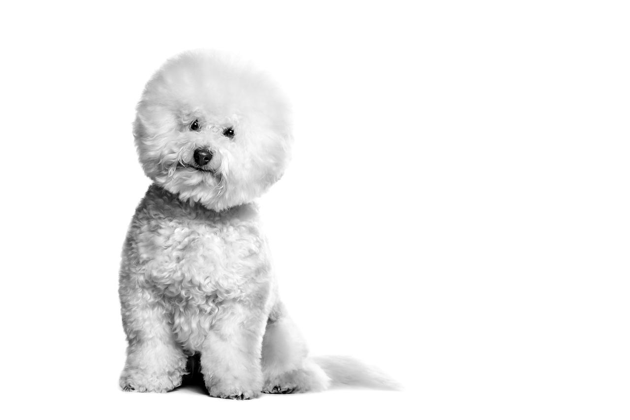 画像: ロイヤルカナン公式ブランドサイト - ROYAL CANIN