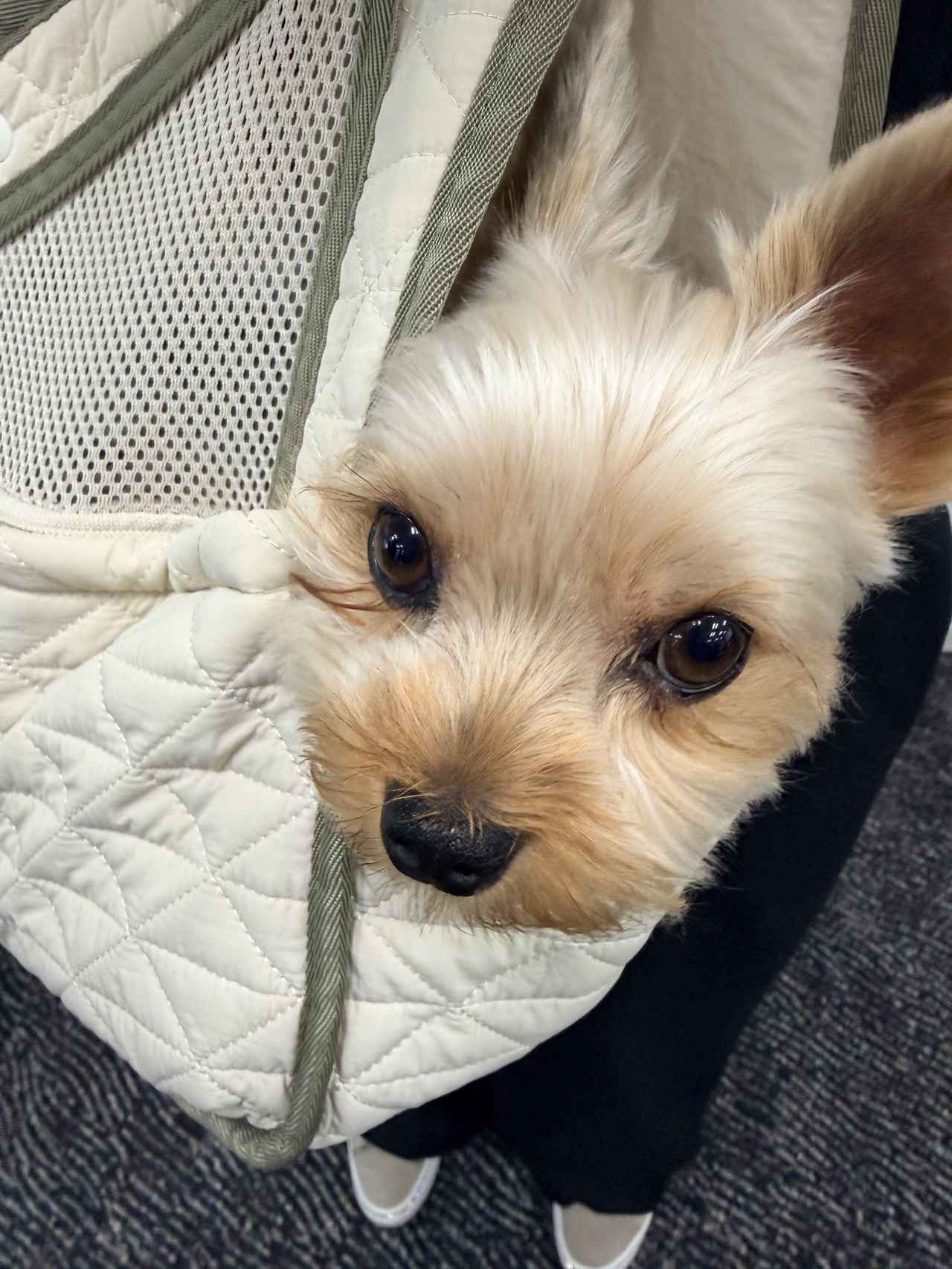 画像3: 「元気そうだから大丈夫」はNG?愛犬・愛猫と「元気に長生き」を目指すヘルシーエイジング習慣
