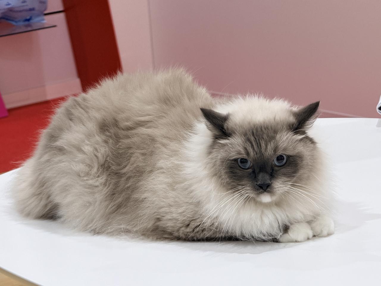 画像: 今日から始めるケアで、愛しいパートナーと最高の日々を!