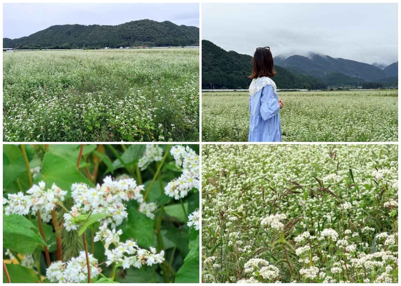 画像: 道中、そばの花が一面に咲き誇っていました