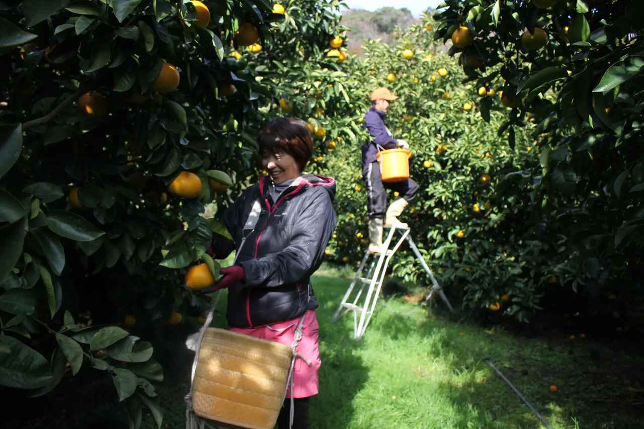 画像: 和歌山県紀美野町の果樹園で収穫作業を行う、きみのフルーツ代表の吉瀬雄也と妻のりえさん