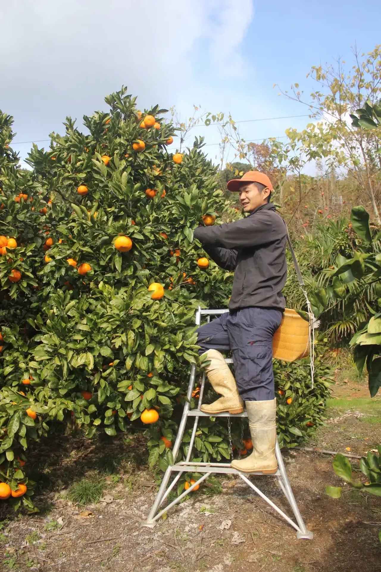 画像: 東京大学卒業後、民間企業勤務を経て、和歌山県紀美野町で農業を継承した代表の吉瀬雄也。現在はハッサクやみかんなどの果樹栽培を担う。