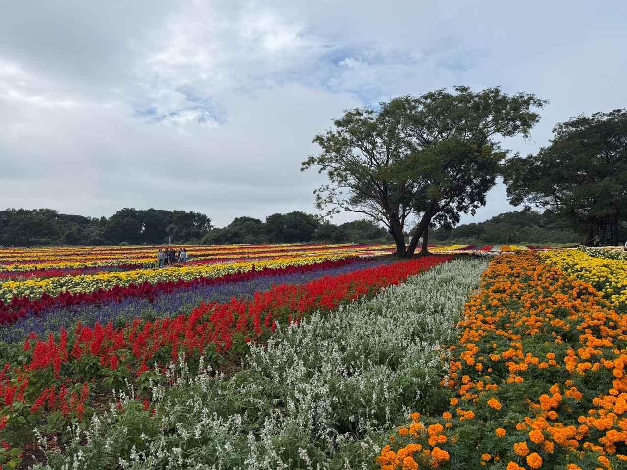 画像2: 秋の東京ドイツ村で絶景花畑とイルミネーションを満喫見どころ&楽しみ方ガイド