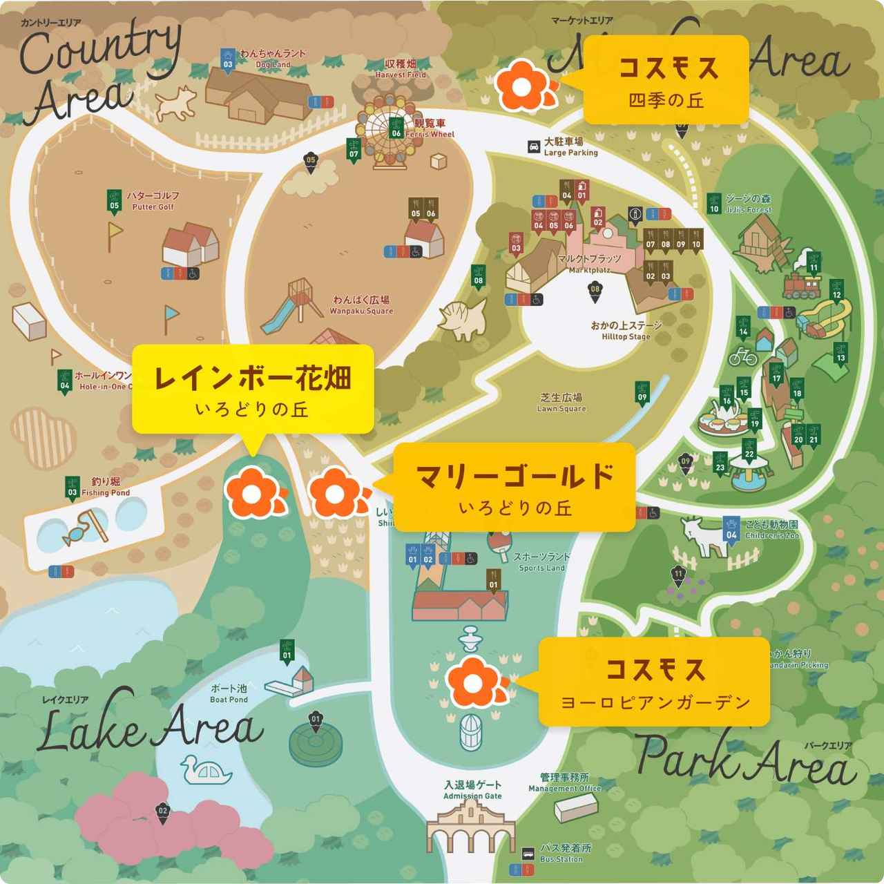 画像3: 秋の風物詩「コスモス」も見頃に