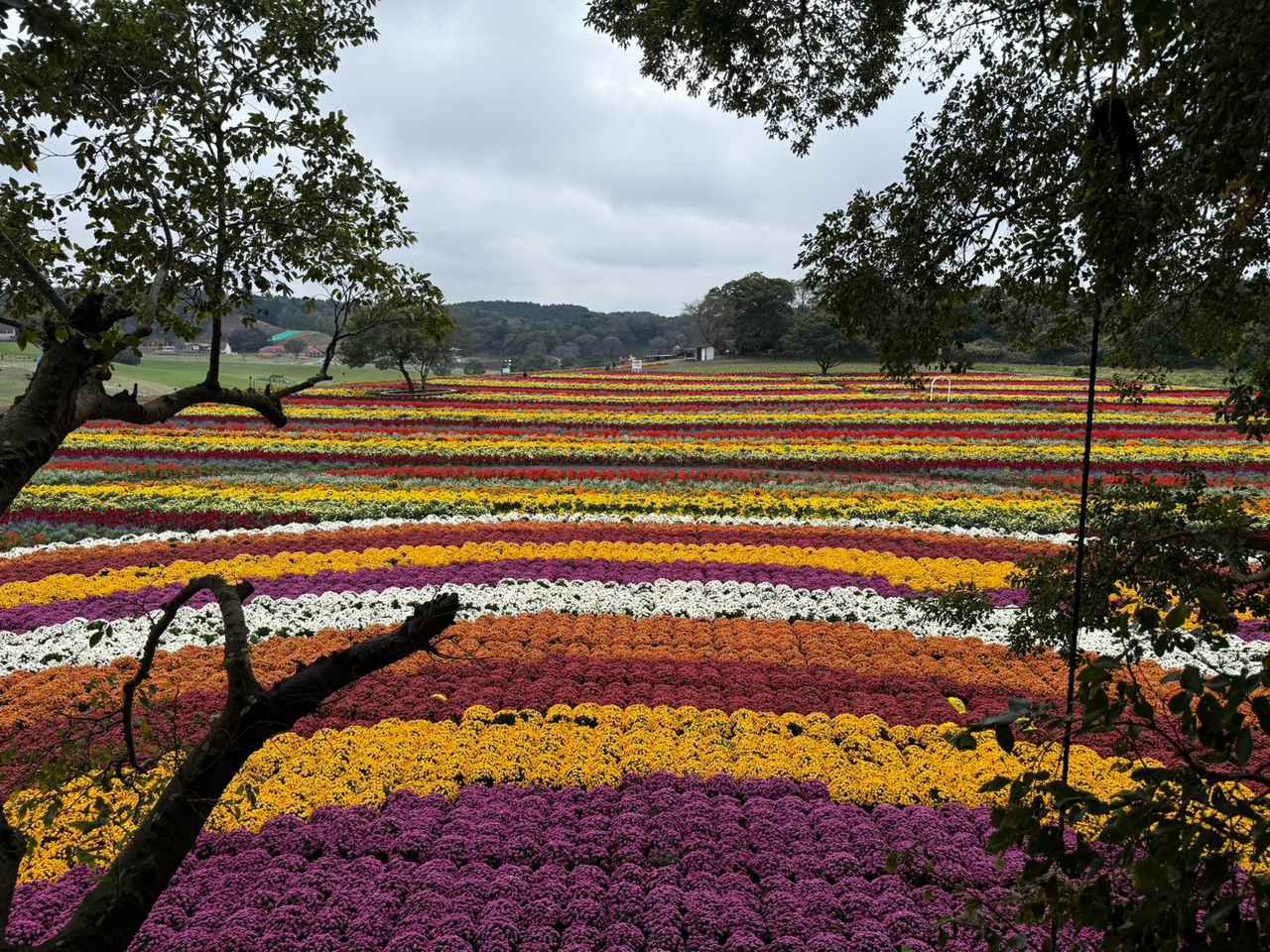 画像1: 秋の東京ドイツ村で絶景花畑とイルミネーションを満喫見どころ&楽しみ方ガイド