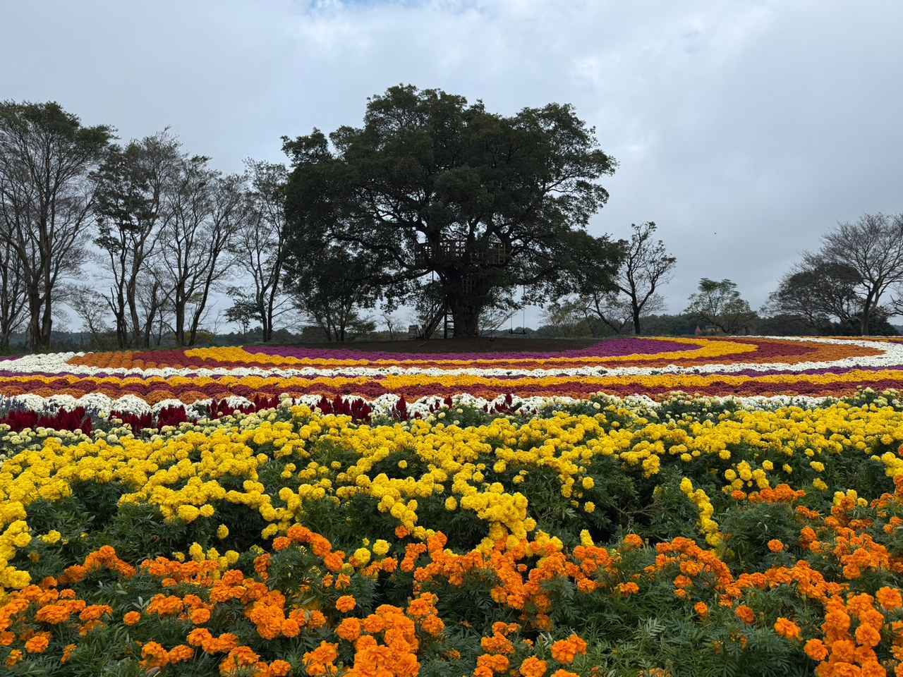 画像: 昼は広大な敷地に広がる絶景!初登場の「レインボー花畑」と秋の花々