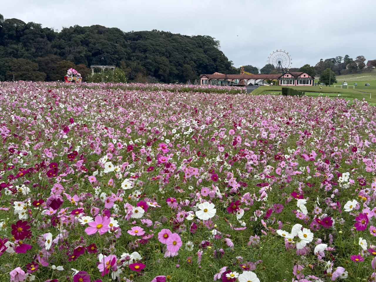 画像1: 秋の風物詩「コスモス」も見頃に