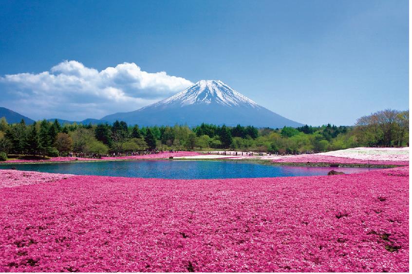 画像: ＜女性限定ひとり旅＞『富士山を彩るピンクや白の絨毯！富士芝桜　ツツジ&シャクナゲ　歴史ある庭園「山のホテル」』【新宿　出発】｜クラブツーリズム