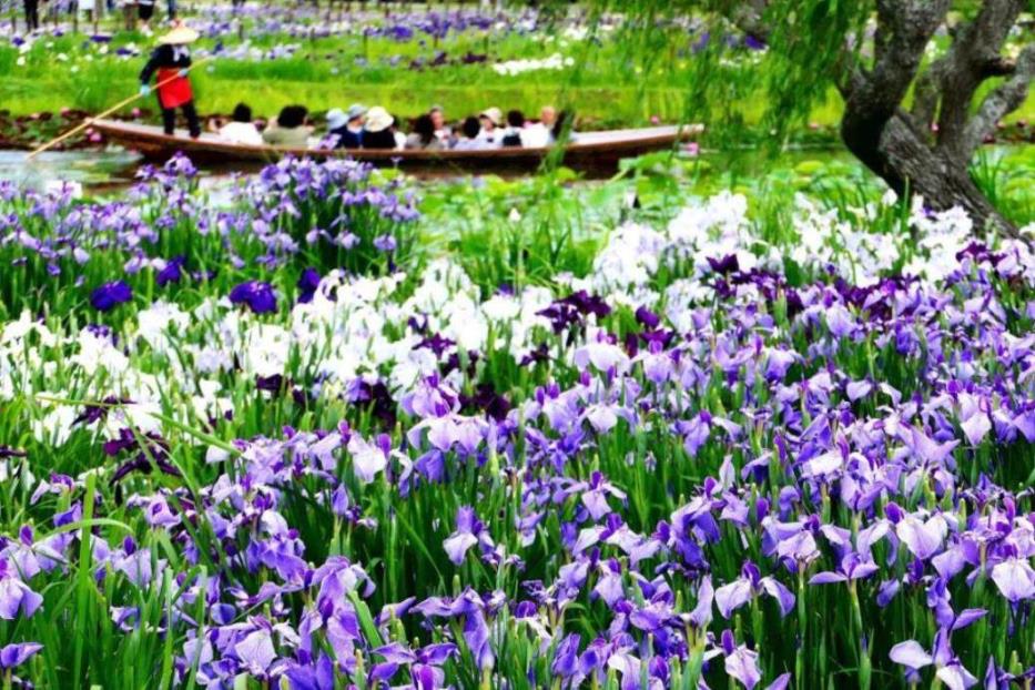 画像: ＜ひとり旅＞『菖蒲色に華やぐ　水郷風景ダブル観賞！潮来＆佐原あやめ祭りとヒルトン成田約50種バイキング』【新宿・上野　出発】｜クラブツーリズム