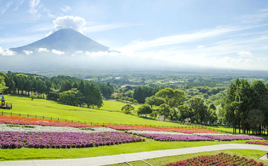 画像: ＜女性限定ひとり旅＞『季節の花と富士山の絶景　朝露高原まかいの牧場　富士山に一番近いワイナリー「富士山ワイナリー」』【新宿　出発】｜クラブツーリズム
