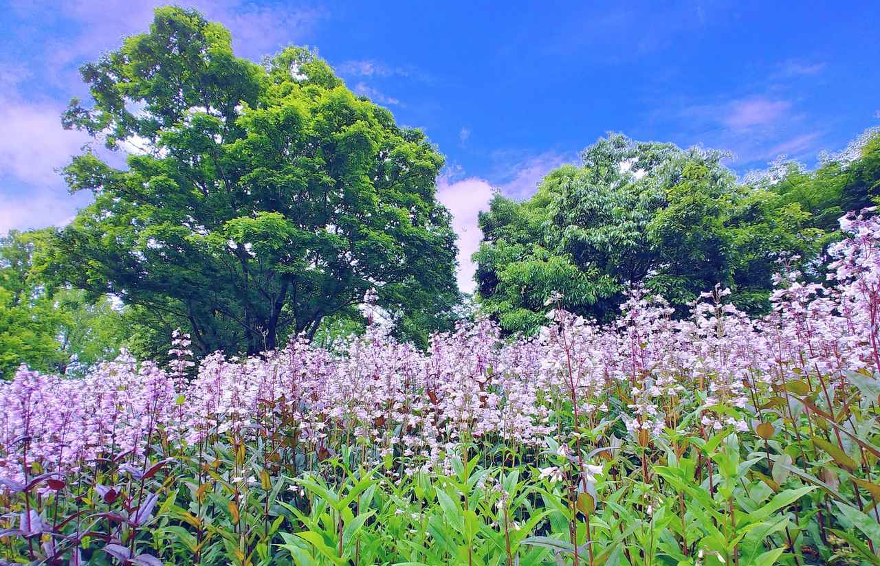 画像: 【ひとり旅プラン】初夏が旬のハーブやサクランボを堪能！ ツアーでいく気楽な全国ひとり旅5選 - singles （シングルス） - “おひとりさま”にフォーカスした情報サイト