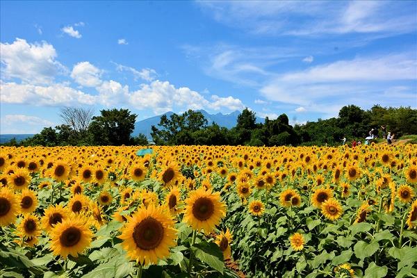 画像: ＜女性限定ひとり旅＞『絶景！明野ヒマワリ畑と山梨・巨峰１房狩り　山梨地産地消　創作フレンチの昼食』【新宿　出発】｜クラブツーリズム