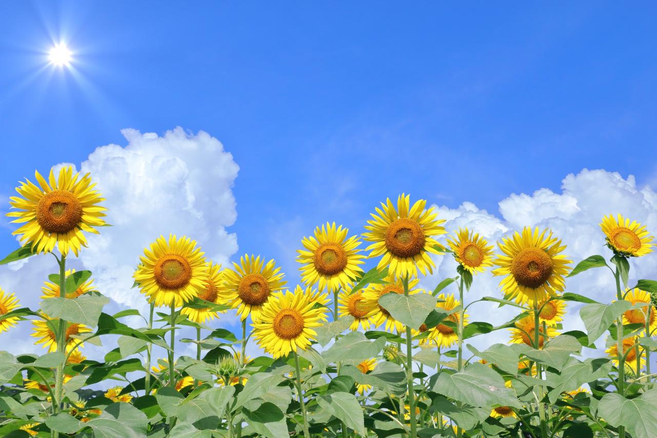 画像: リフレッシュ&パワーチャージで暑い夏を乗り切ろう
