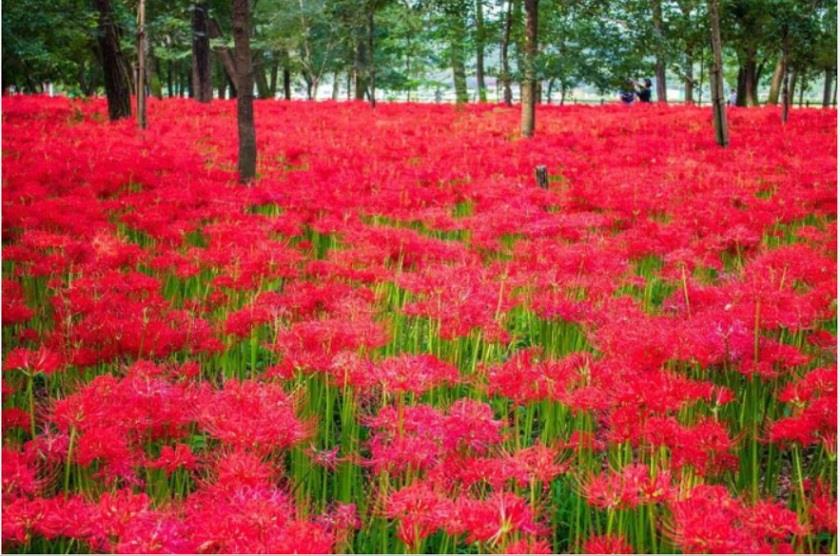 画像: ＜ひとり旅＞『歴史ある宝登山神社「正式参拝」と赤の絶景「巾着田　曼殊沙華」』【新宿　出発】｜クラブツーリズム