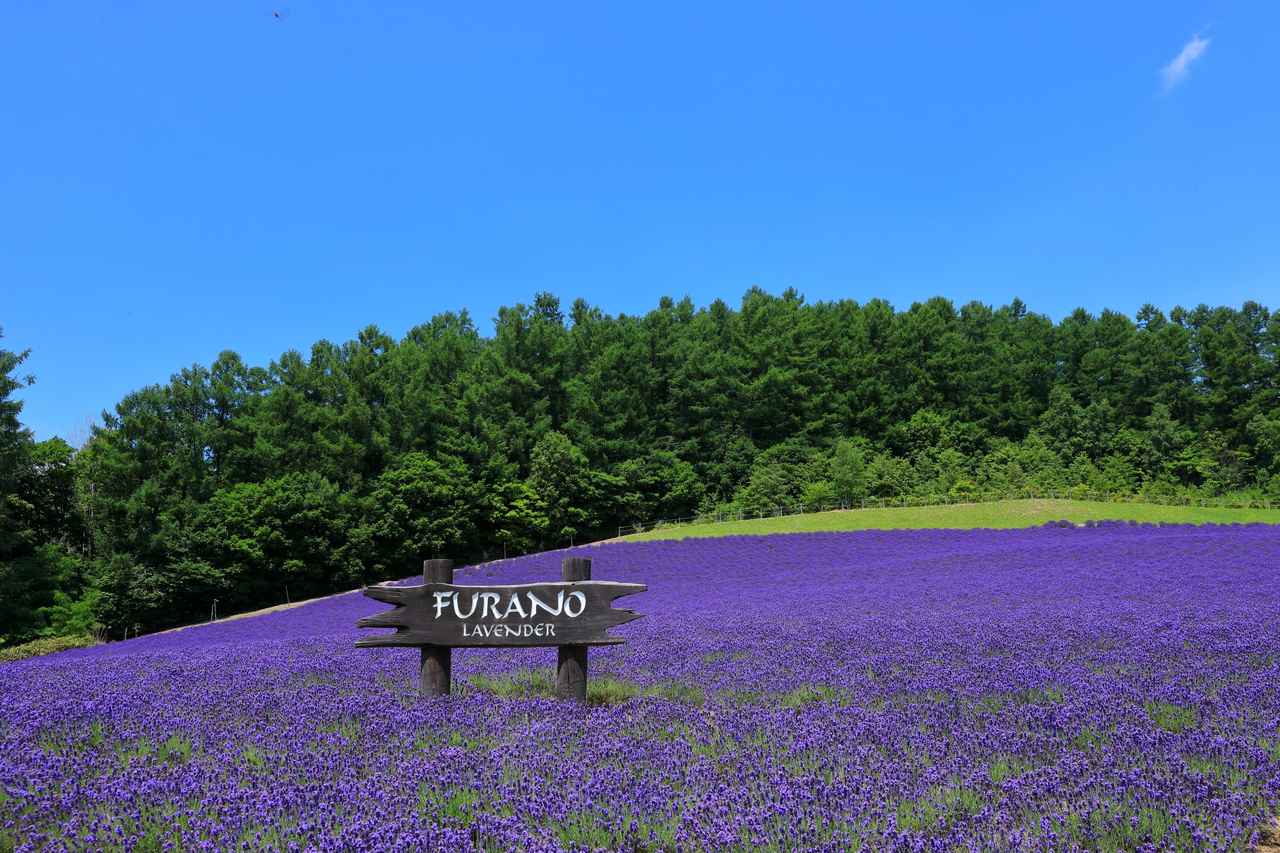 画像: 【ひとり旅プラン】モネの睡蓮に富良野のラベンダー！ この時期にしか見られない花絶景の旅5選 - singles （シングルス） - “おひとりさま”にフォーカスした情報サイト