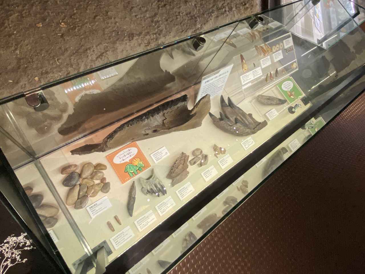 画像5: ミュージアムパーク 茨城県自然博物館にて撮影