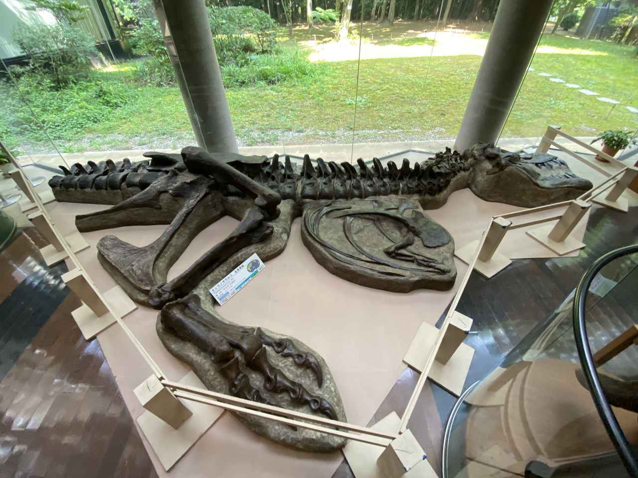 画像3: ミュージアムパーク 茨城県自然博物館にて撮影