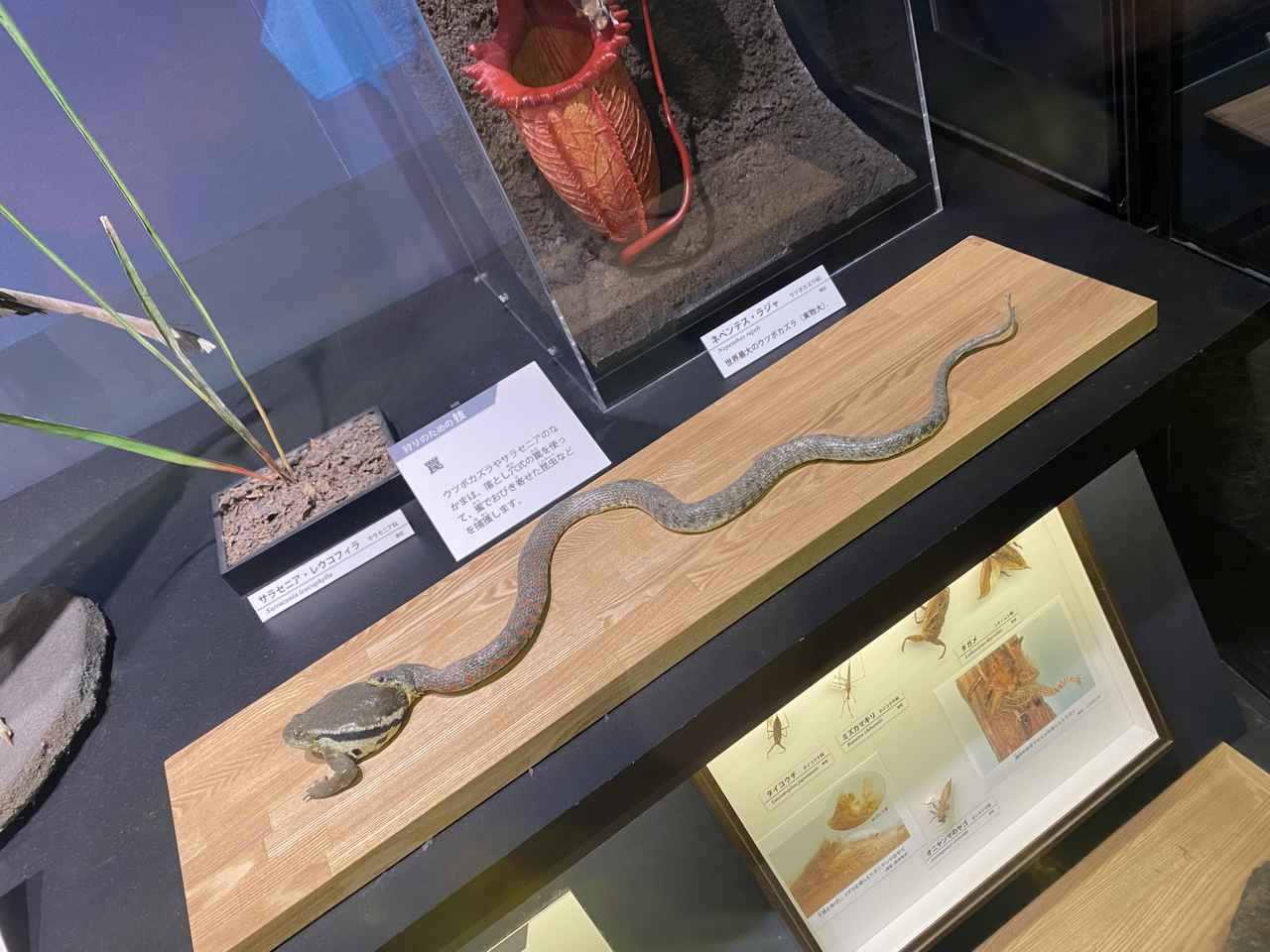 画像: ミュージアムパークの恐竜たちをざっくり紹介！