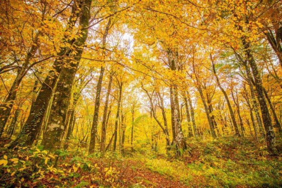 画像: ＜ひとり旅＞『世界遺産「白神山地」ガイド同行ハイキング　青森5つの紅葉めぐり　2日間』＜ハイキング初級＞｜クラブツーリズム