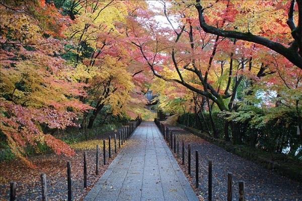 画像: ＜女性限定ひとり旅＞『京都屈指の紅葉！光明寺・永観堂・嵐山　「ホテルモントレ京都」宿泊でナイトティーもお愉しみ　個人ではめぐりにくいかくれ里の紅葉も　２日間』｜クラブツーリズム