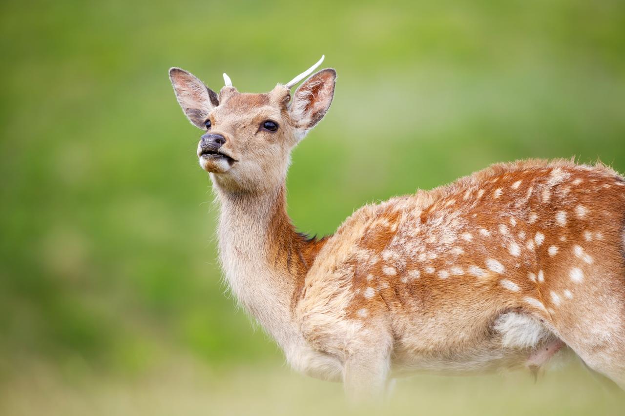 画像: 奈良の旅行をより楽しめるホテル5選