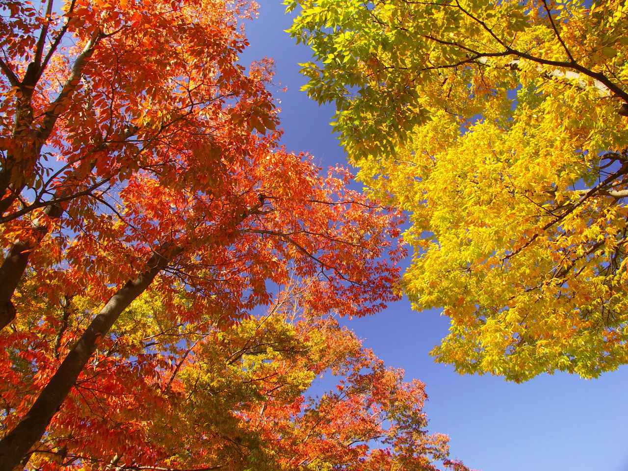 画像: 木の種類による紅葉時期の違い
