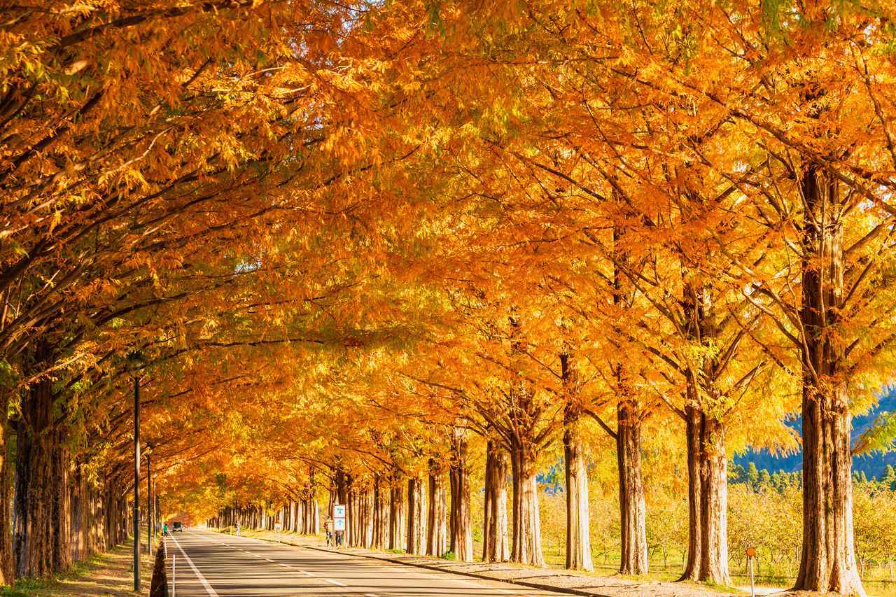 画像: 紅葉が色づくプロセスは？ きっかけや色づく温度を解説