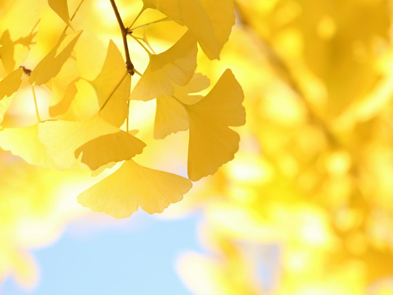 画像: 黄色い紅葉の樹木