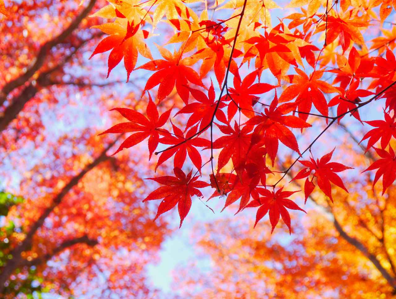画像: 赤い紅葉の樹木