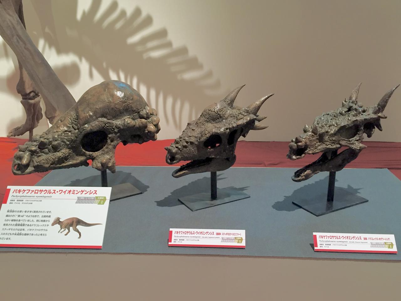 画像: メガ恐竜展2017にて撮影