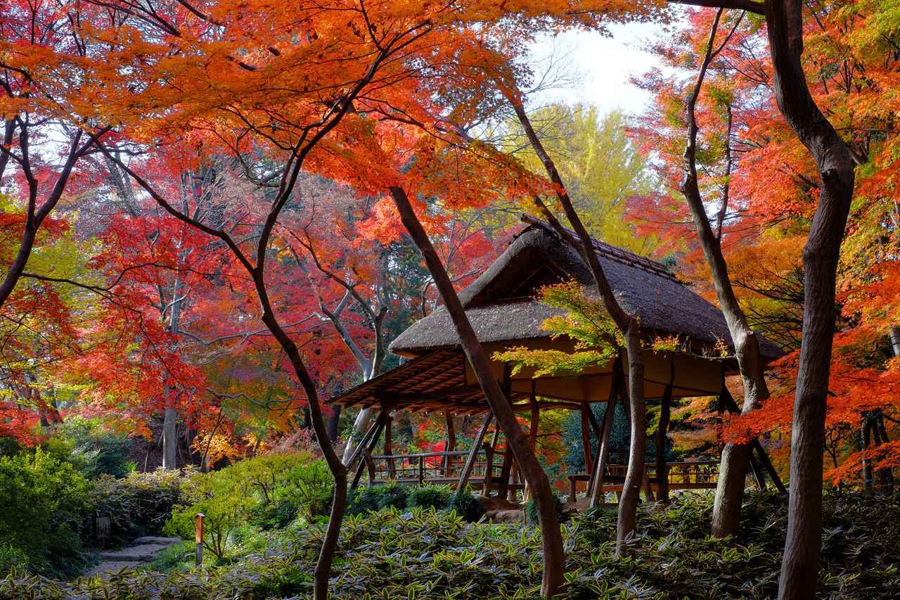 画像: 東京や神奈川などの紅葉の見頃と、期間の目安は?