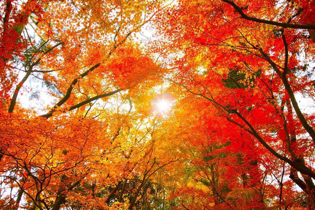 画像: 地域別の紅葉予測を解説！ 紅葉の色づきプロセスと見ごろガイド - singles （シングルス） - “おひとりさま”にフォーカスした情報サイト