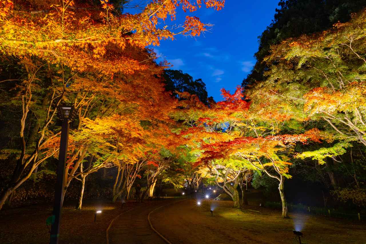 画像: 埼玉県、千葉県、茨城県、栃木県、群馬県の紅葉の見ごろは?
