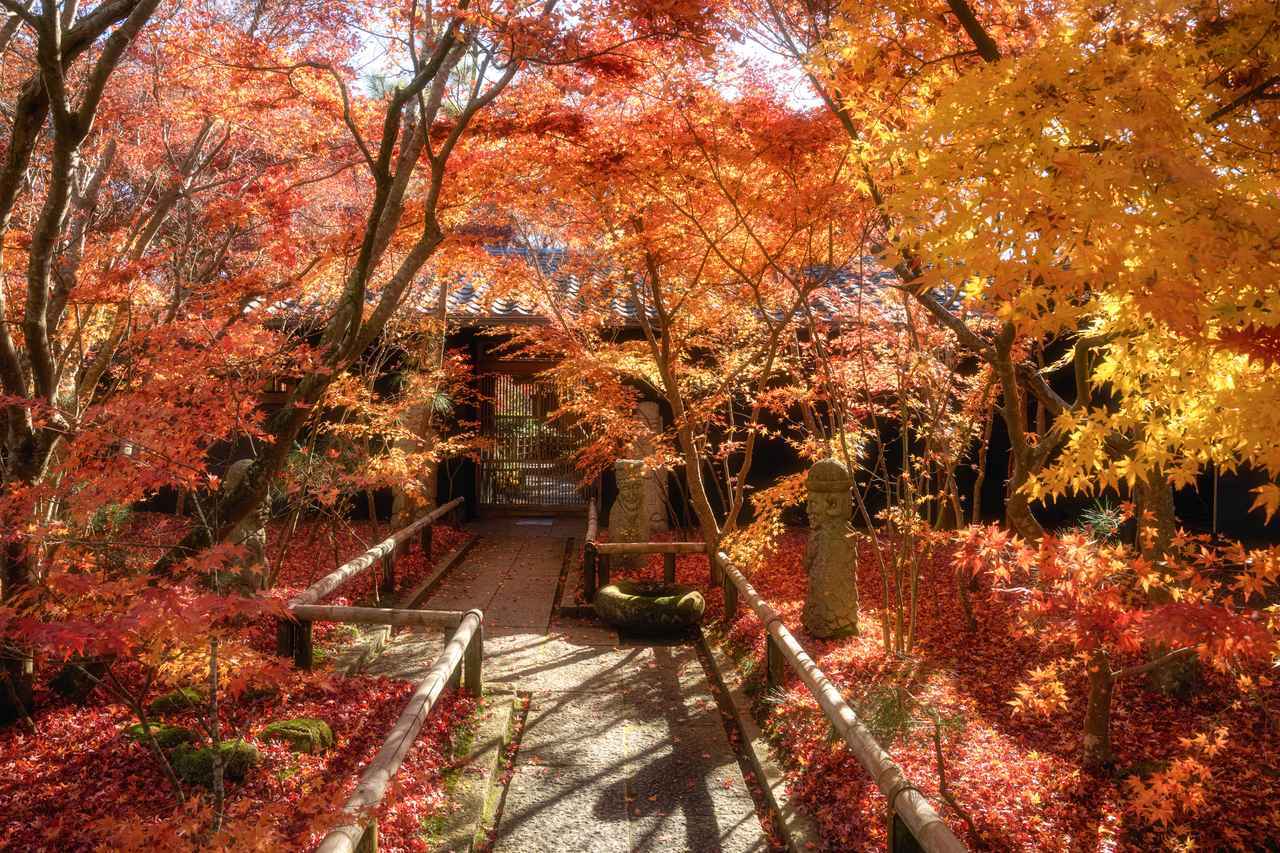 画像: 日帰りでも楽しめる！ 都心から行ける紅葉の名所5選 - singles （シングルス） - “おひとりさま”にフォーカスした情報サイト