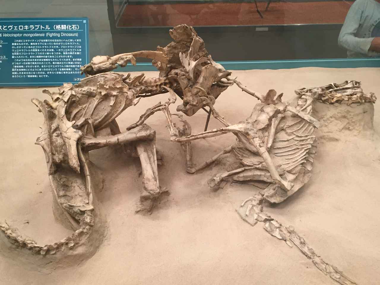画像: 恐竜センターにて撮影