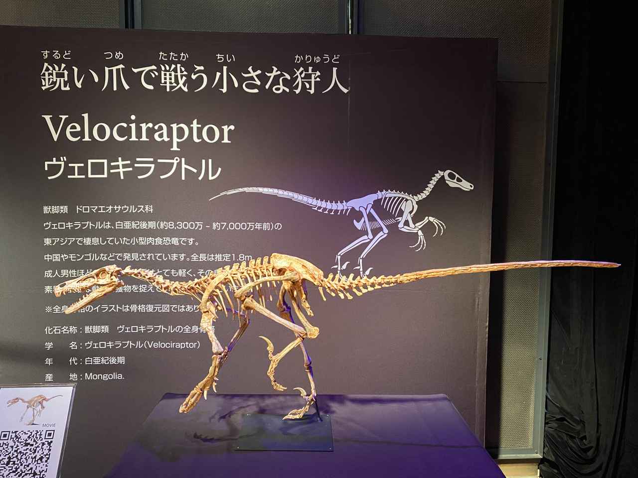 画像: ダイナソーズイマージュにて撮影