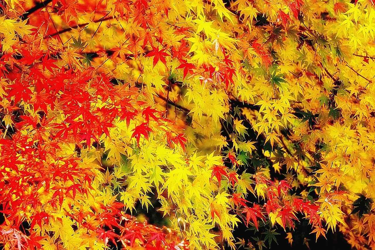 画像: 【ひとり旅プラン】温泉や紅葉を満喫! 秋に行きたい贅沢ごほうびツアー5選 - singles (シングルス) - “おひとりさま”にフォーカスした情報サイト