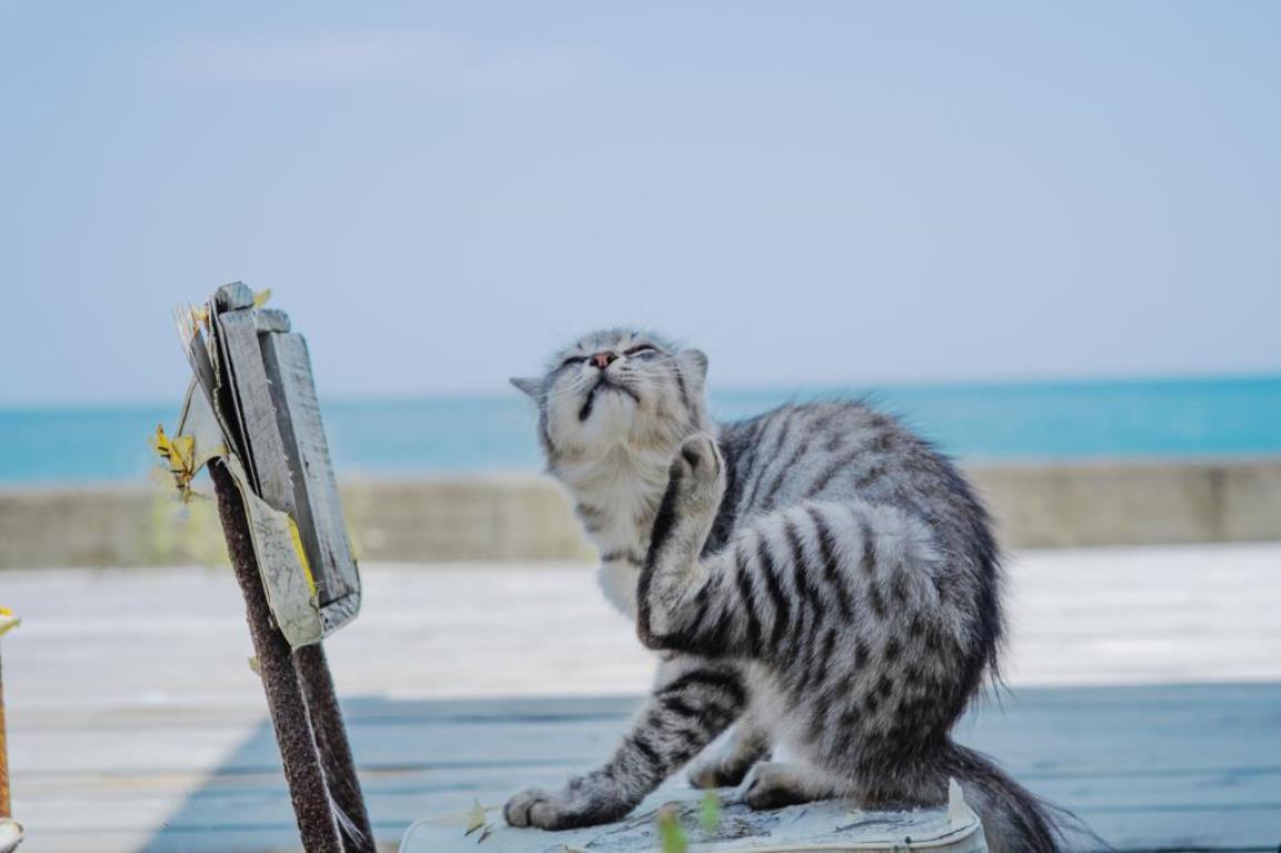 画像: <女性限定ひとり旅>『宮城蔵王キツネ村・仙台うみの杜水族館 猫好き必見の猫島「田代島」 2日間』|クラブツーリズム