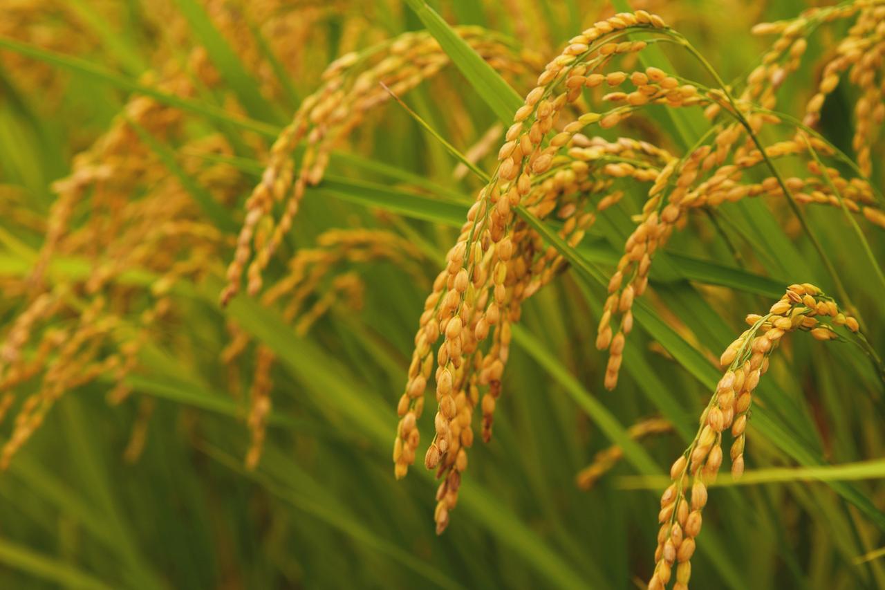 画像: 【予算別ホテル：新潟編】米どころの美味しい朝ごはんを堪能できるホテル5選 - singles （シングルス） - “おひとりさま”にフォーカスした情報サイト