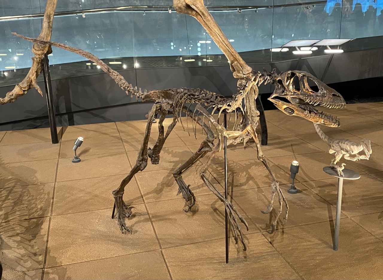 画像: 正体は別の恐竜だった!?『ジュラシック・パーク』シリーズの“ラプトル”のモデルとは - singles （シングルス） - “おひとりさま”にフォーカスした情報サイト