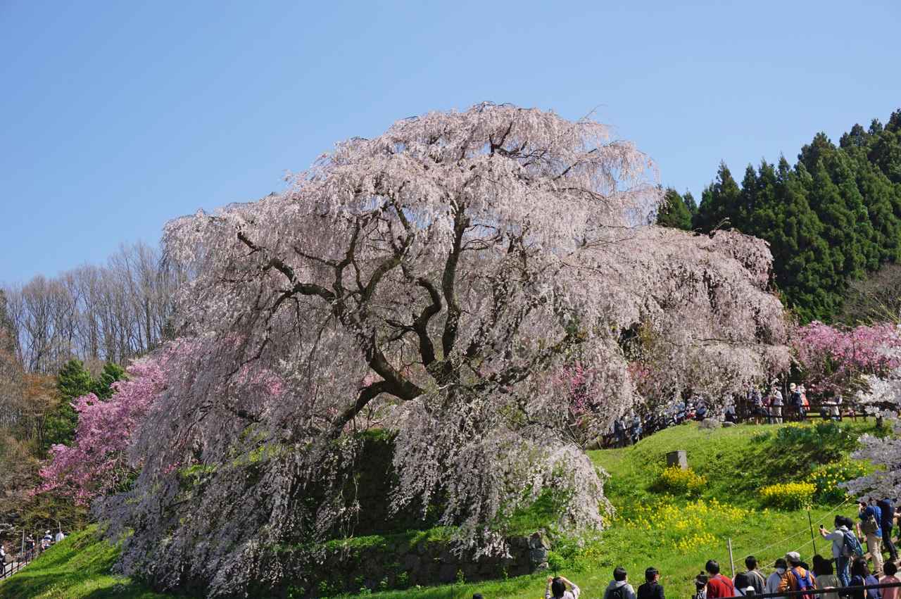 画像: 関西エリアにある桜の名所5選! ひとりでも行きやすい絶景スポットを紹介 - singles (シングルス) - “おひとりさま”にフォーカスした情報サイト