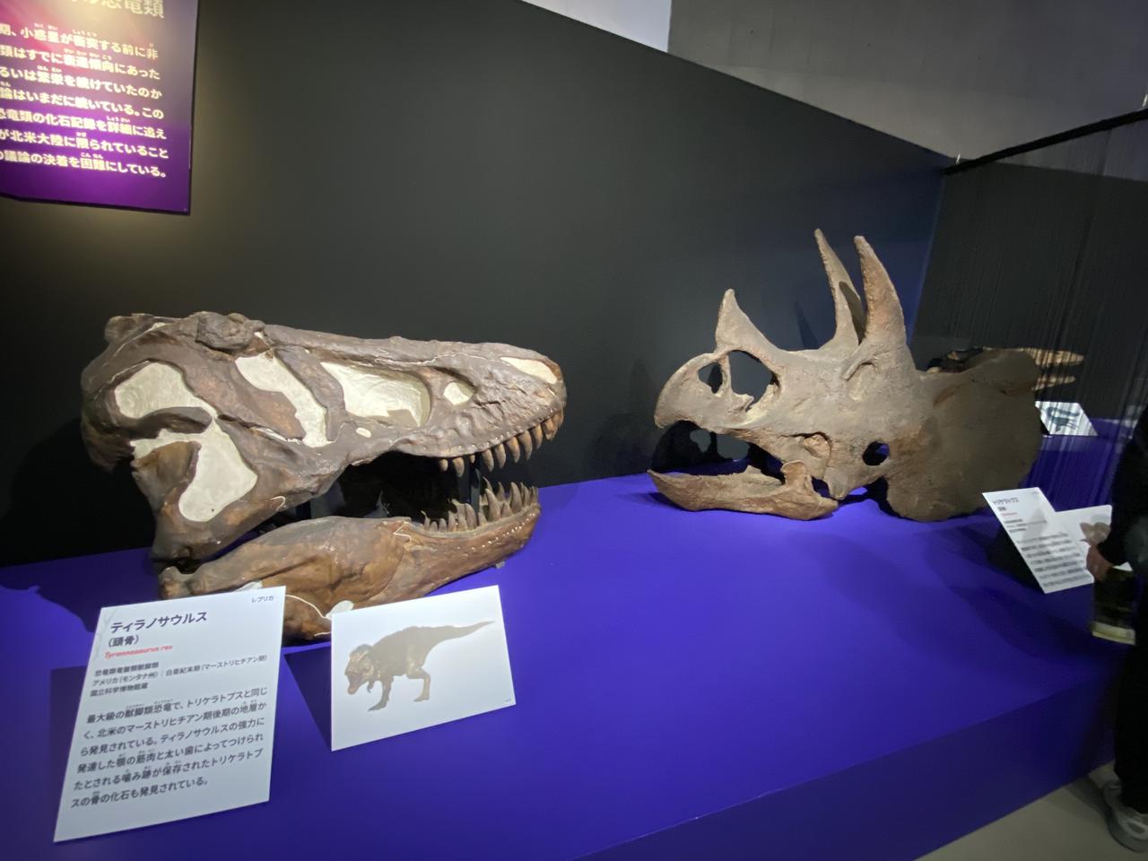画像11: 大絶滅展にて撮影